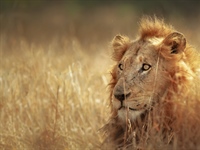 The lion is one of the four big cats in the...
