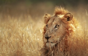 The lion is one of the four big cats in the genus Panthera, and a member of the family Felidae