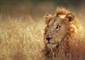 The lion is one of the four big cats in the genus Panthera, and a...