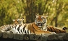 The tiger is the largest cat species, reaching a total body length of up to 3.3 metres (11 ft)...