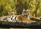 The tiger is the largest cat species, reaching a total body length...