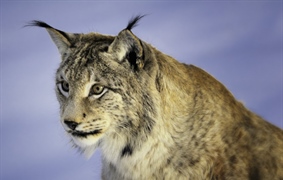 The Eurasian lynx is a medium-sized cat native to European and Siberian forests, South Asia and...