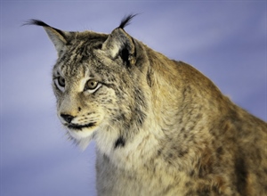 The Eurasian lynx is a medium-sized cat native to European and Siberian forests, South Asia and East Asia