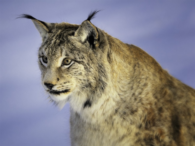 The Eurasian lynx is a medium-sized cat native to European and Siberian forests, South Asia and East Asia