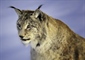 The Eurasian lynx is a medium-sized cat native to European and...