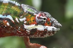 Chameleons are a distinctive and highly specialized clade of lizards