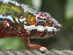 Chameleons are a distinctive and highly specialized clade of lizards