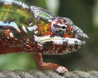 Chameleons are a distinctive and highly specialized clade of lizards