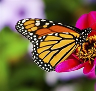 A butterfly is a mainly day-flying insect of the order Lepidoptera, which includes the...