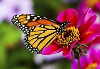 A butterfly is a mainly day-flying insect of the order Lepidoptera, which includes the butterflies and moths