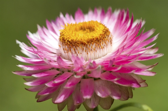 The flowers of plants that make use of biotic pollen vectors commonly have glands called nectaries that act as an incentive for animals to visit the flower