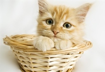 Cats have excellent night vision and can see at only one-sixth the light level required for human vision