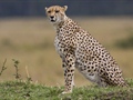 The cheetah is a large-sized feline inhabiting most of...