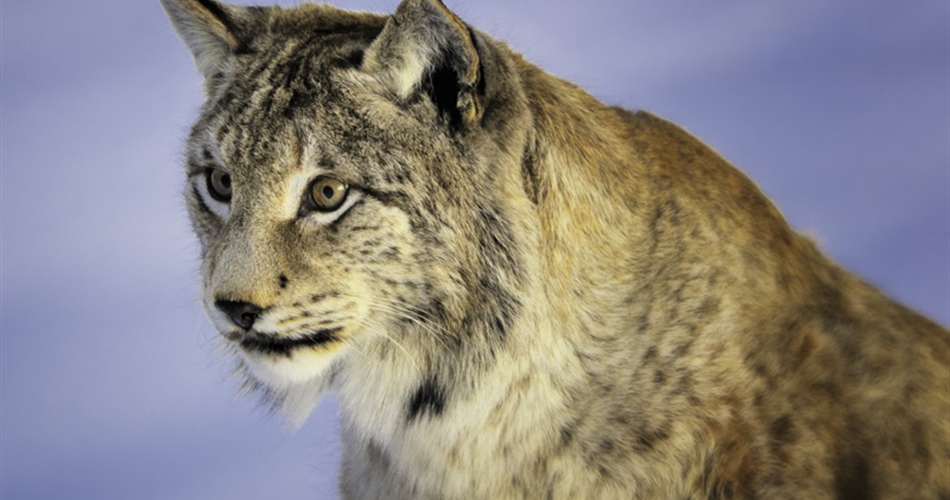 The Eurasian lynx is a medium-sized cat native to European and Siberian forests, South...
