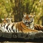 The tiger is the largest cat species, reaching a total body length of up to 3.3 metres (11...