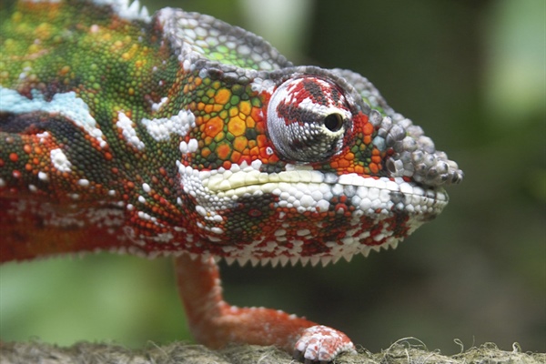 Chameleons are a distinctive and highly specialized clade of lizards