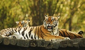The tiger is the largest cat species, reaching a total body length of up to 3.3 metres (11 ft) and...