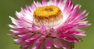 The flowers of plants that make use of biotic pollen vectors commonly have glands called nectaries...