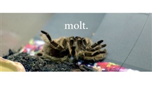 molt