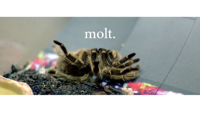 molt