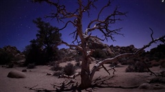 Joshua-Tree-– timelapse