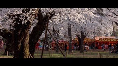 hanami-flower-viewing