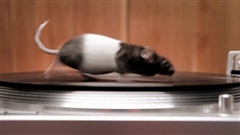 Rodents-on-Turntables---Live-Nation