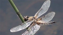 Dragonflies-in-July