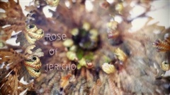 Rose-of-Jericho