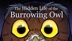 The-Hidden-Life-of-the-Burrowing-Owl