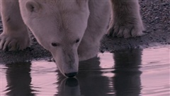 Nanuq---Living-with-the-Polar-Bear