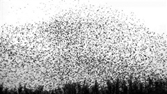 Starlings-in-Super-Slow-Motion