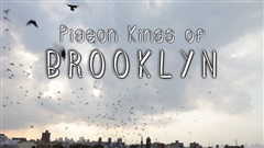 Pigeon-Kings-of-Bushwick