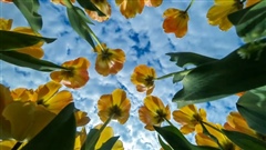 Tulip-Time---Flowers-Festival-Time-Lapse