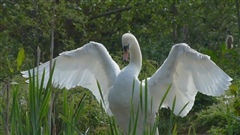 Rose-Pond-Swans-24th-May-15