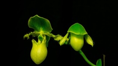 Orchids-in-motion-a-rather-flowery-time-lapse