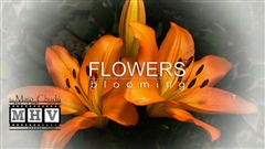 Flowers-blooming