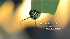 Monarchs-Ate-My-Milkweed