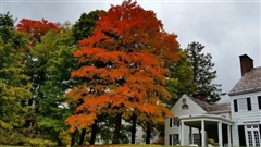 Turning-leaves-Vermont